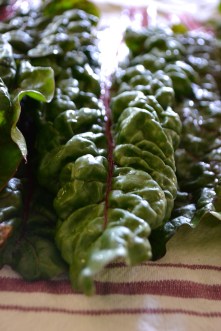 chard