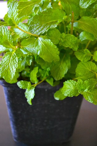 mint plant