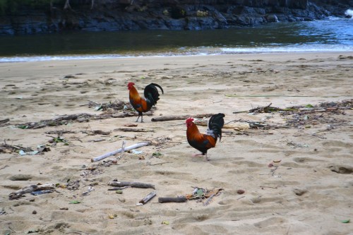Escapees of the last two major hurricanes... They are everywhere.