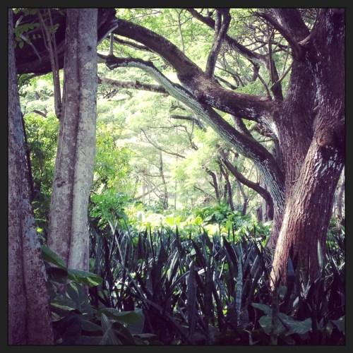 A view through the gardens built into "rooms."