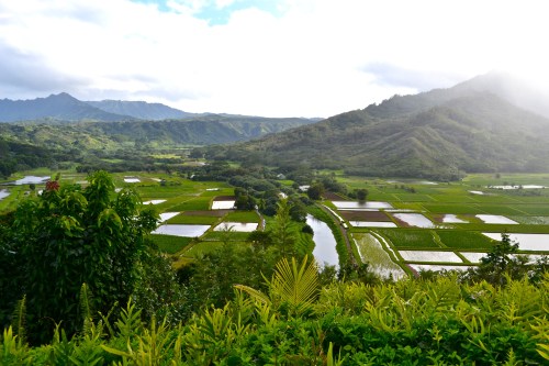 Taro fields in the lush Hanalei valley.