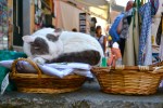 cat basket